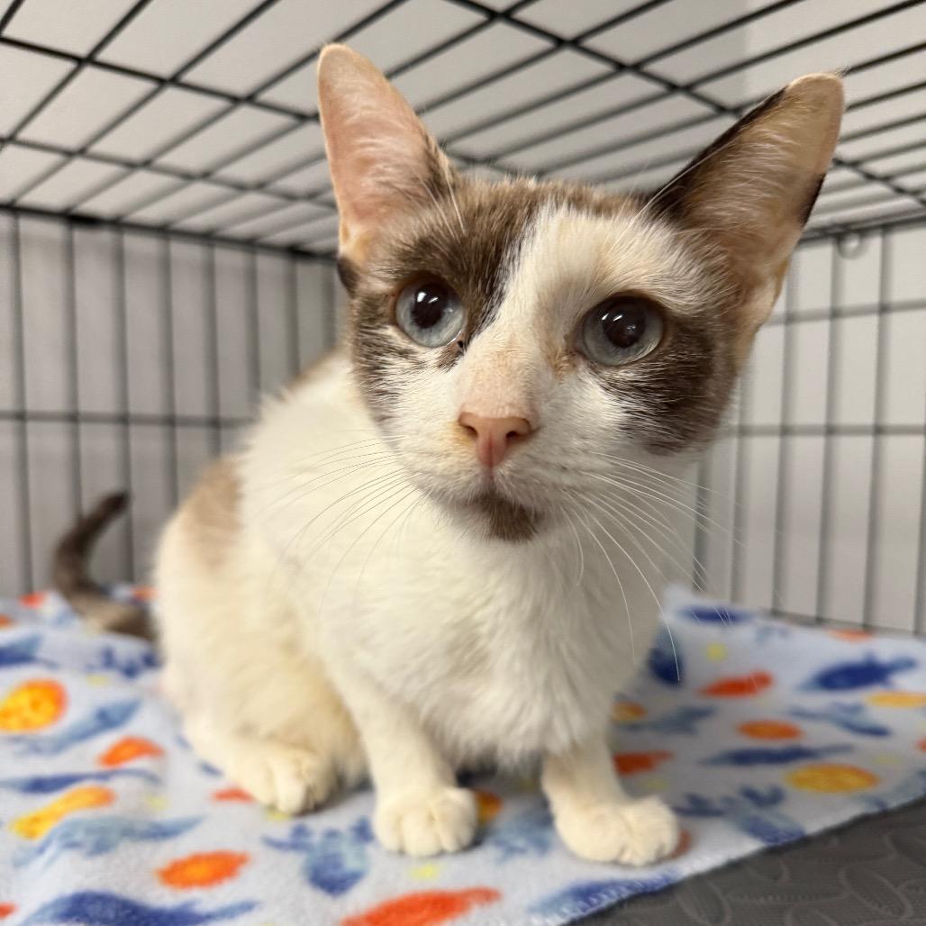 Catalina, Adoptable, Young Female Domestic Short Hair.