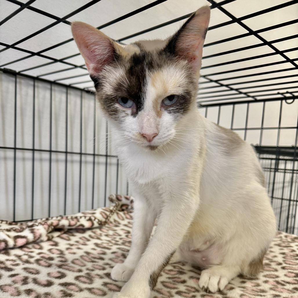 Catalina, a Adoptable Domestic Short Hair in Houston, TX image 2/2