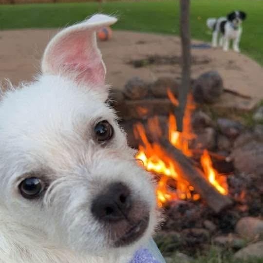 Enlarge Flip, a ADOPTABLE mixed breed in Bettendorf, IA image 2/6