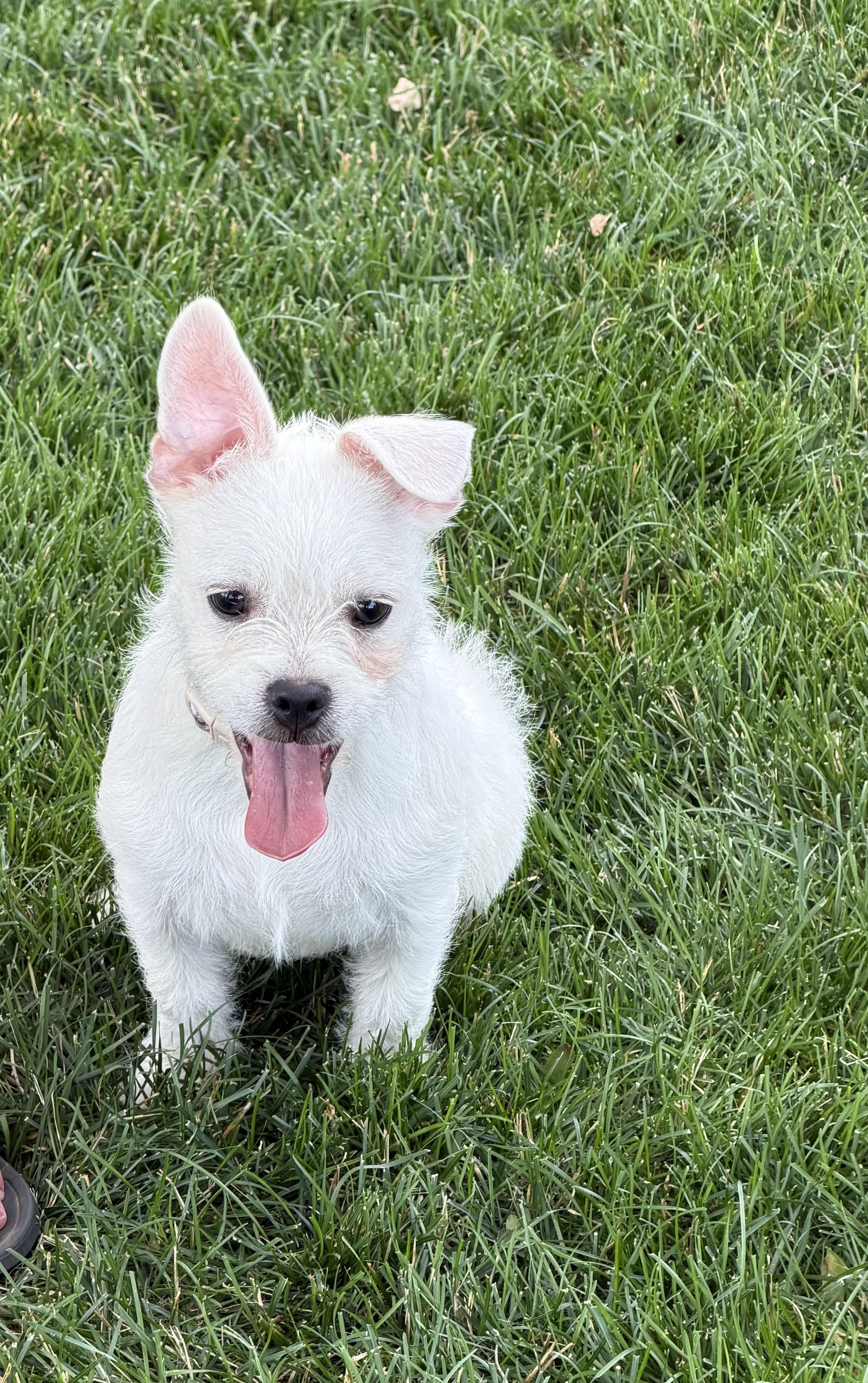 Enlarge Flip, a ADOPTABLE mixed breed in Bettendorf, IA image 4/6