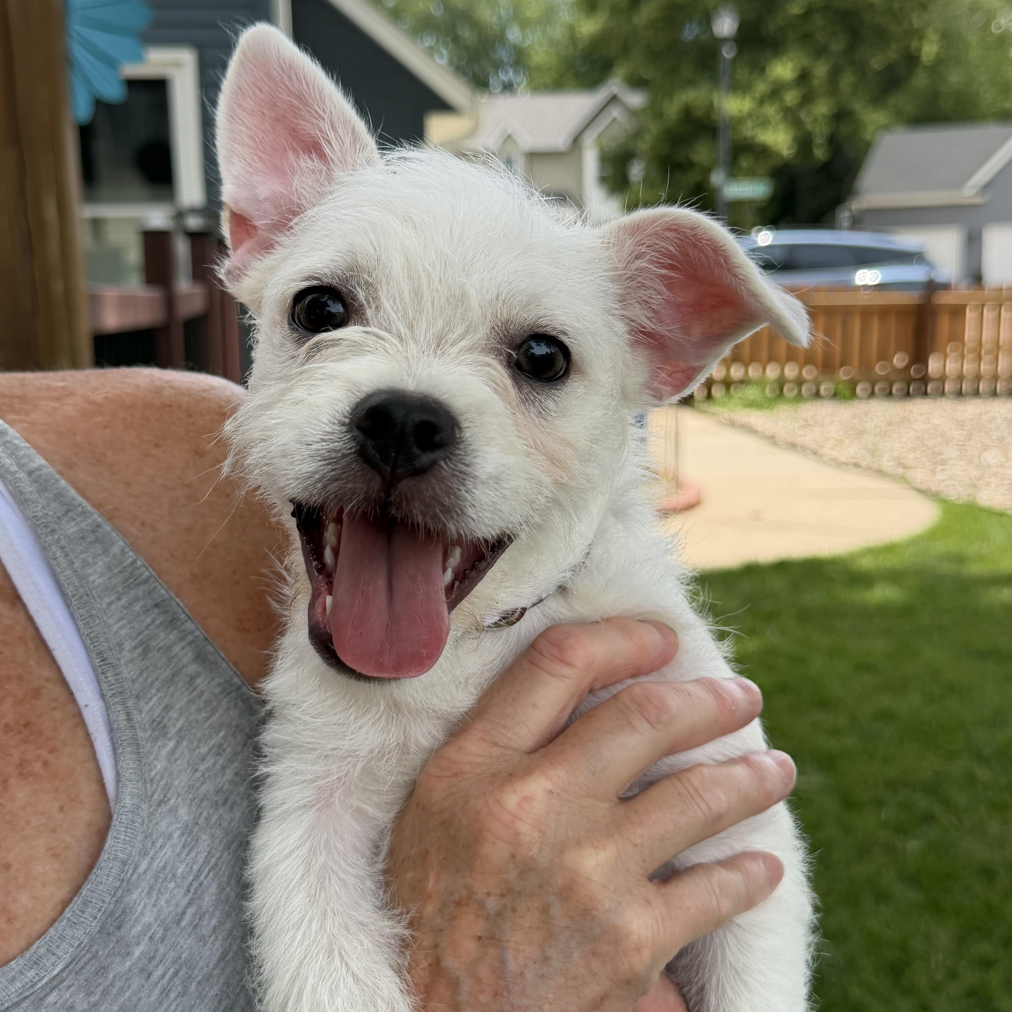 Enlarge Flip, a ADOPTABLE mixed breed in Bettendorf, IA image 1/6