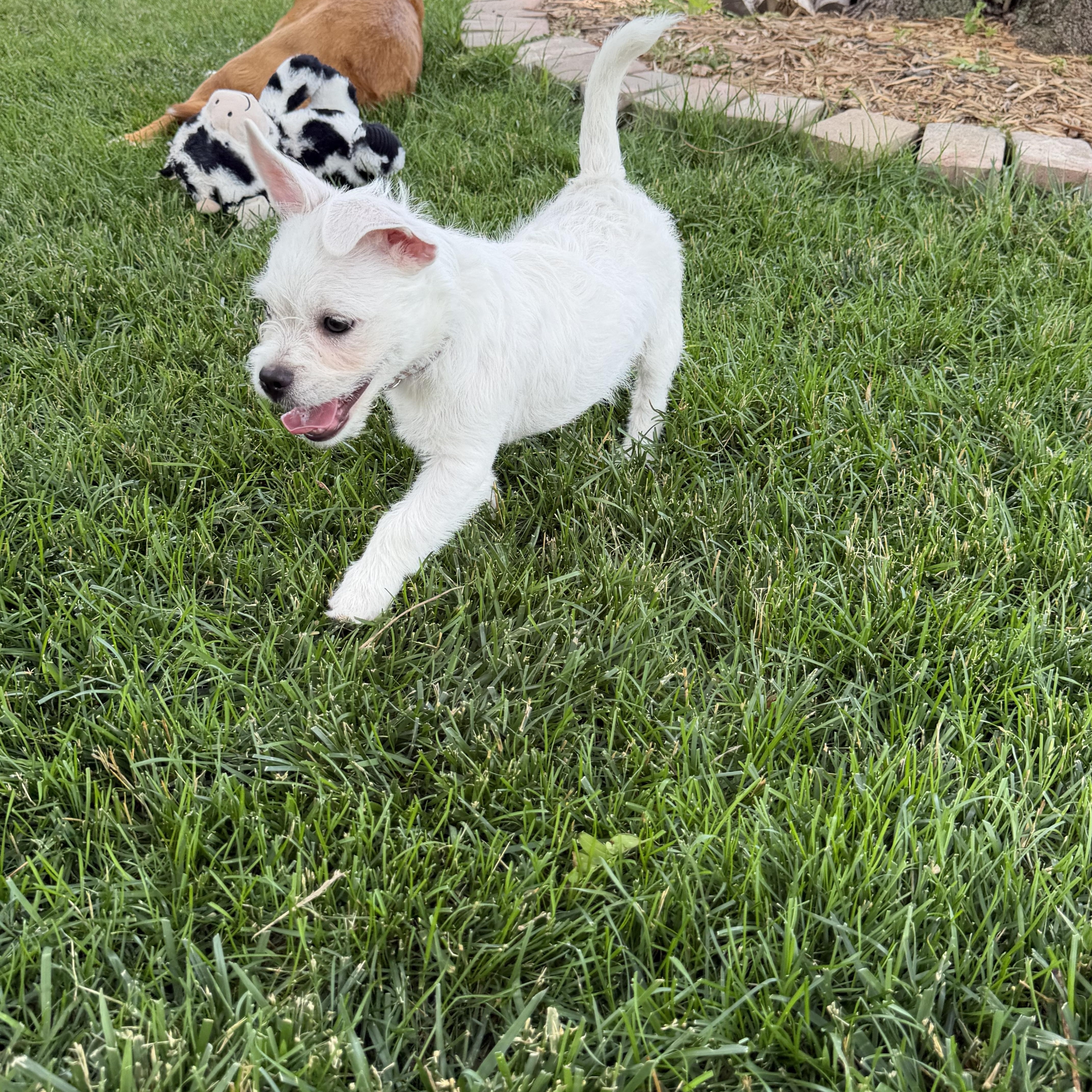 Enlarge Flip, a ADOPTABLE mixed breed in Bettendorf, IA image 6/6