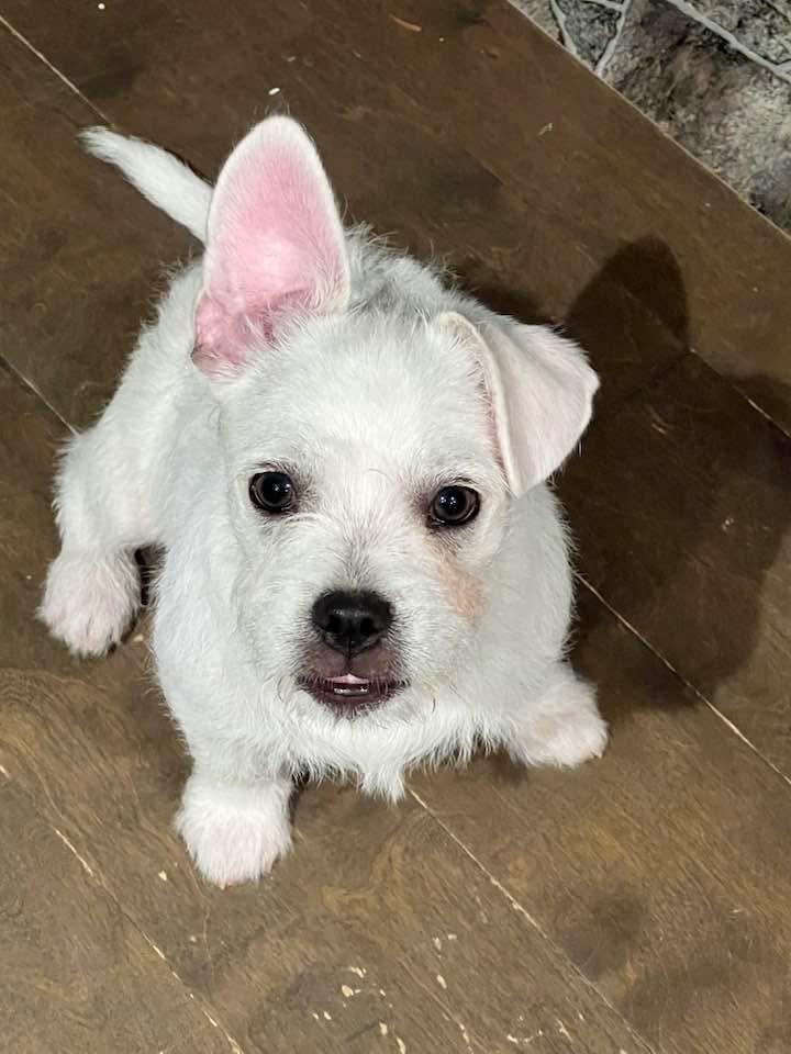 Enlarge Flip, a ADOPTABLE mixed breed in Bettendorf, IA image 5/6