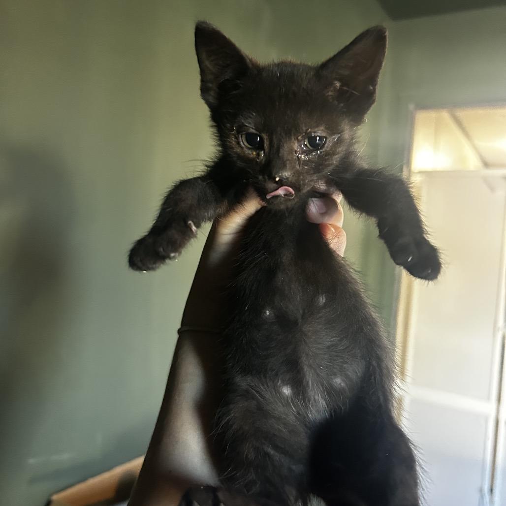 Enlarge Squeegee, a Adoptable Domestic Short Hair in Kansas City, MO image 1/3