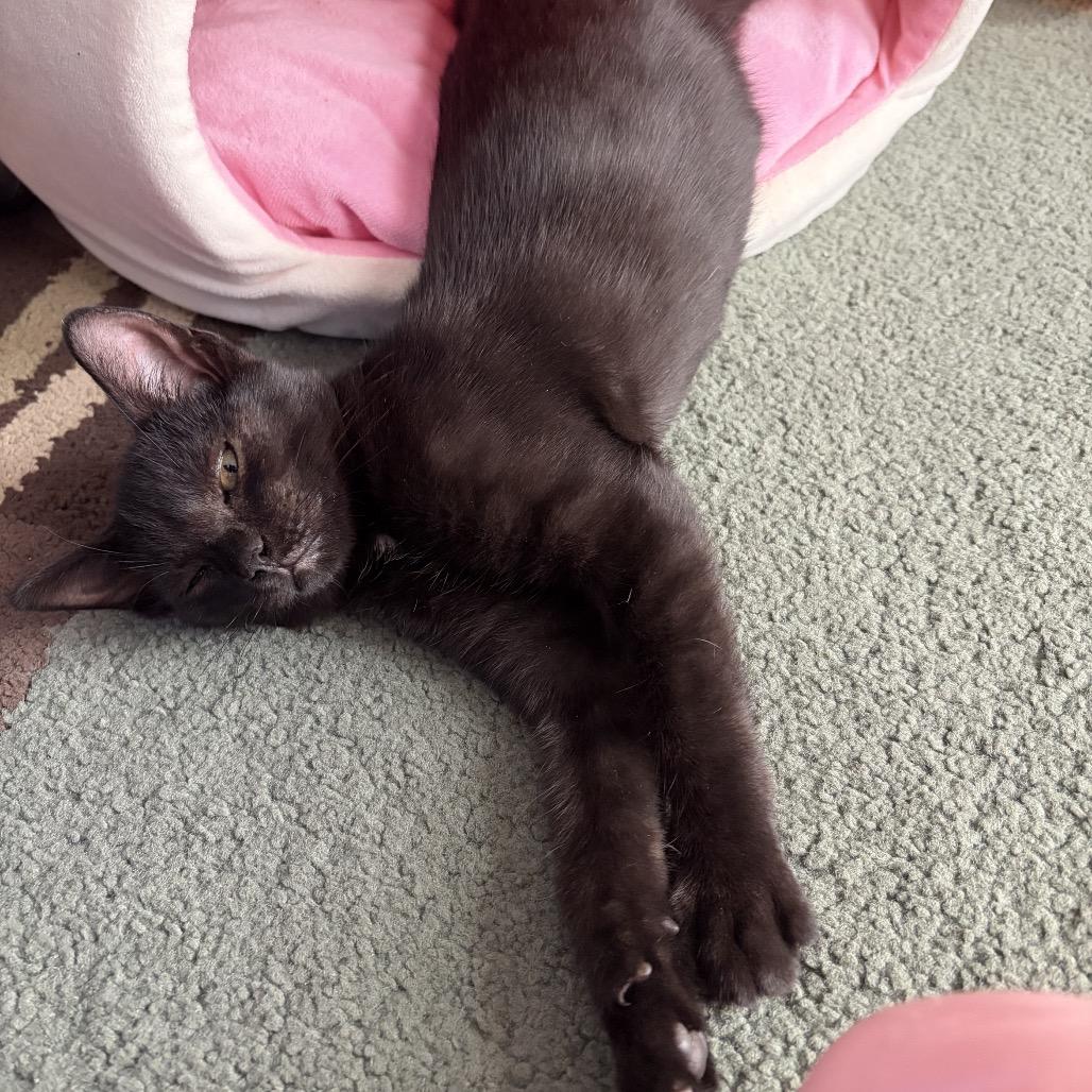 Enlarge Squeegee, a Adoptable Domestic Short Hair in Kansas City, MO image 2/3
