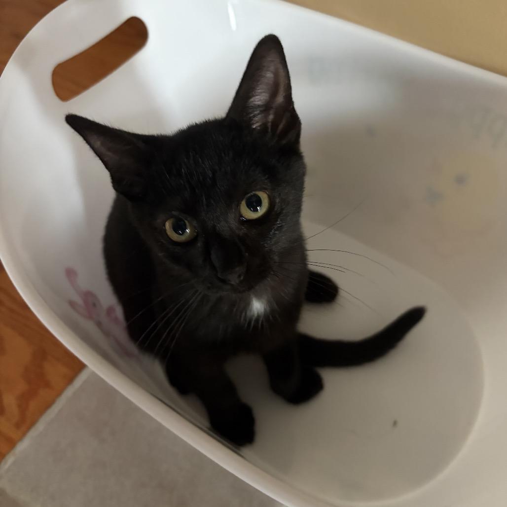 Enlarge Squeegee, a Adoptable Domestic Short Hair in Kansas City, MO image 3/3