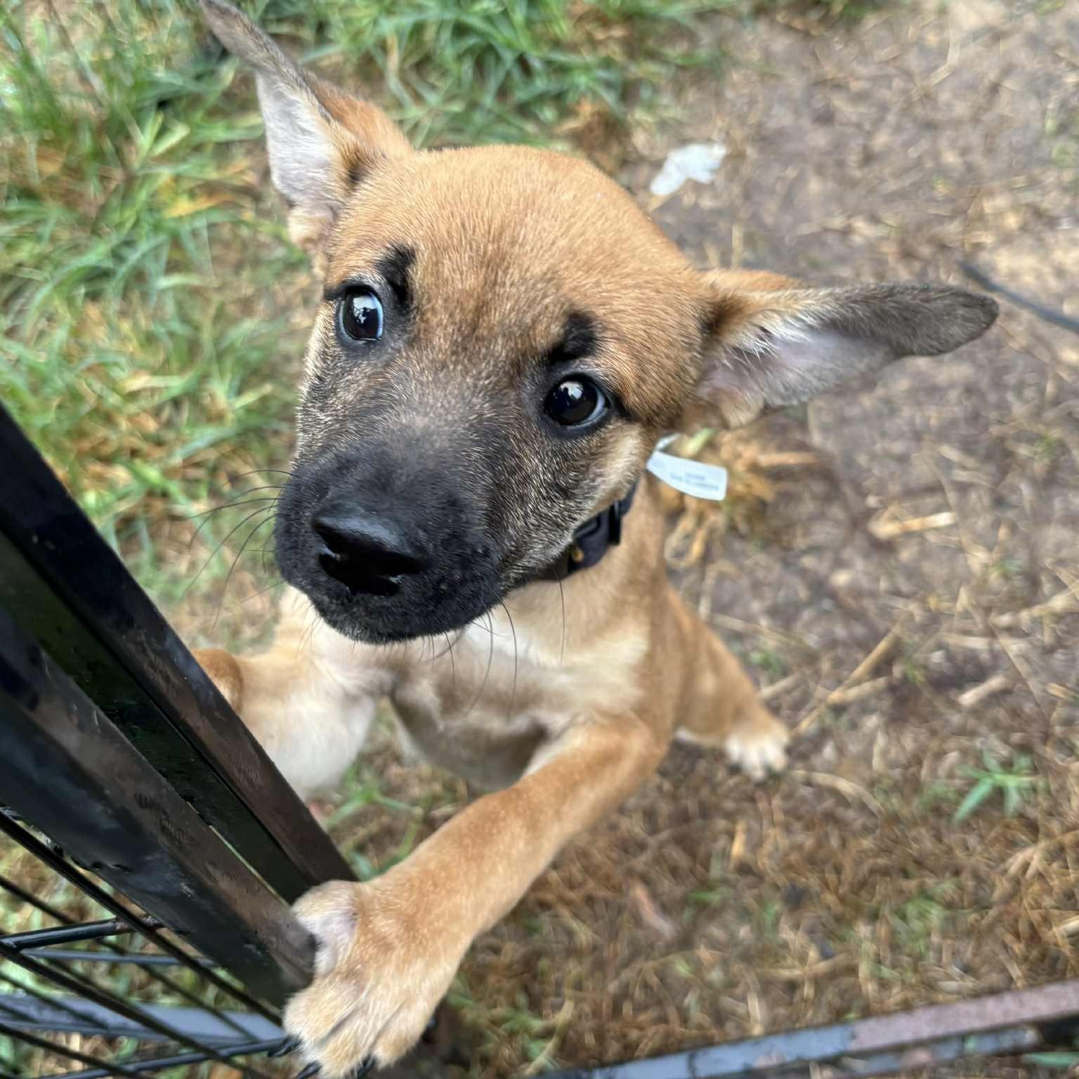 Celia Rose, a Adoptable mixed breed in Jay, NY image 1/6