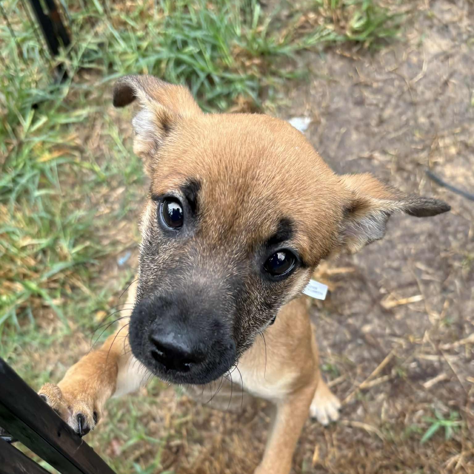 Celia Rose, a Adoptable mixed breed in Jay, NY image 2/6