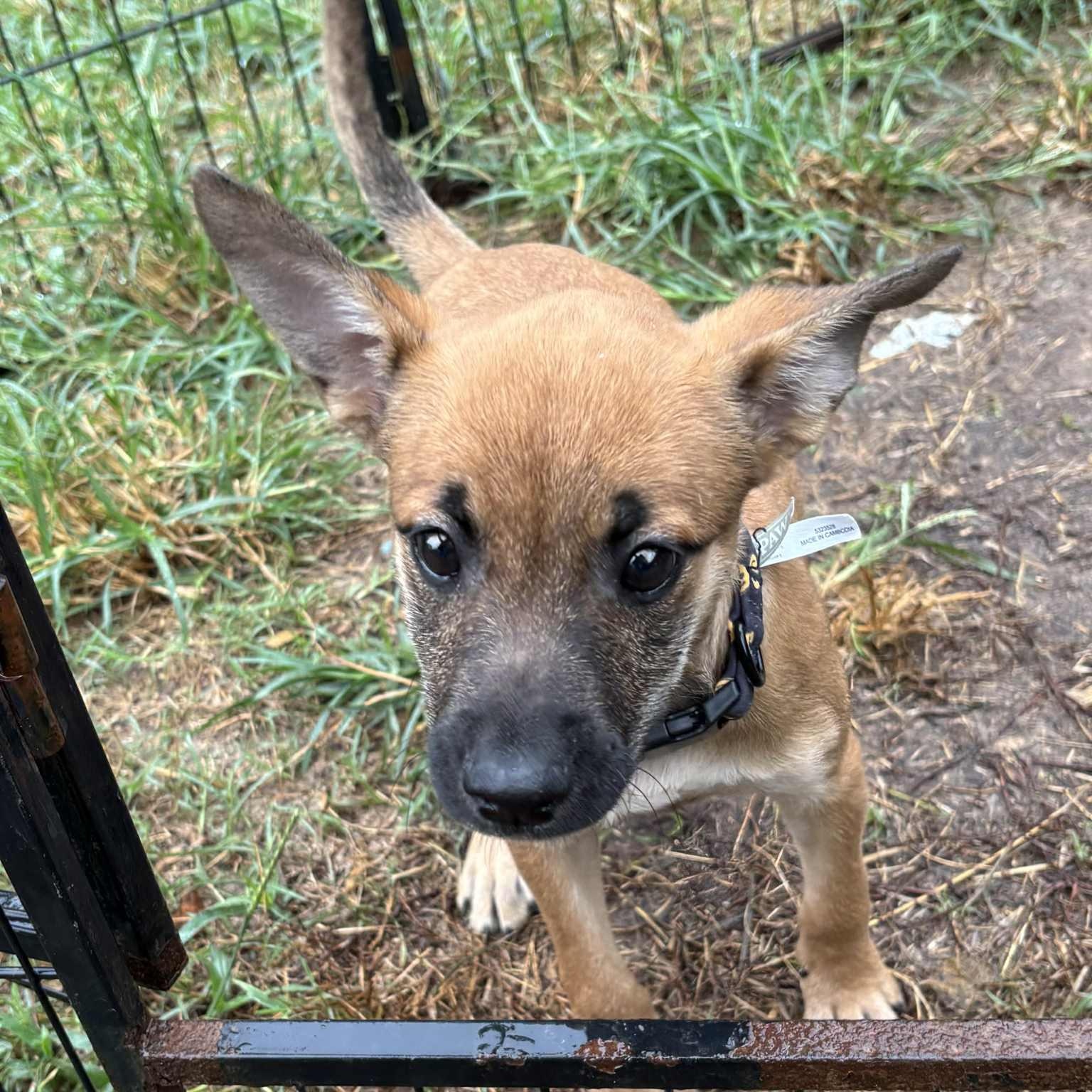 Celia Rose, a Adoptable mixed breed in Jay, NY image 3/6