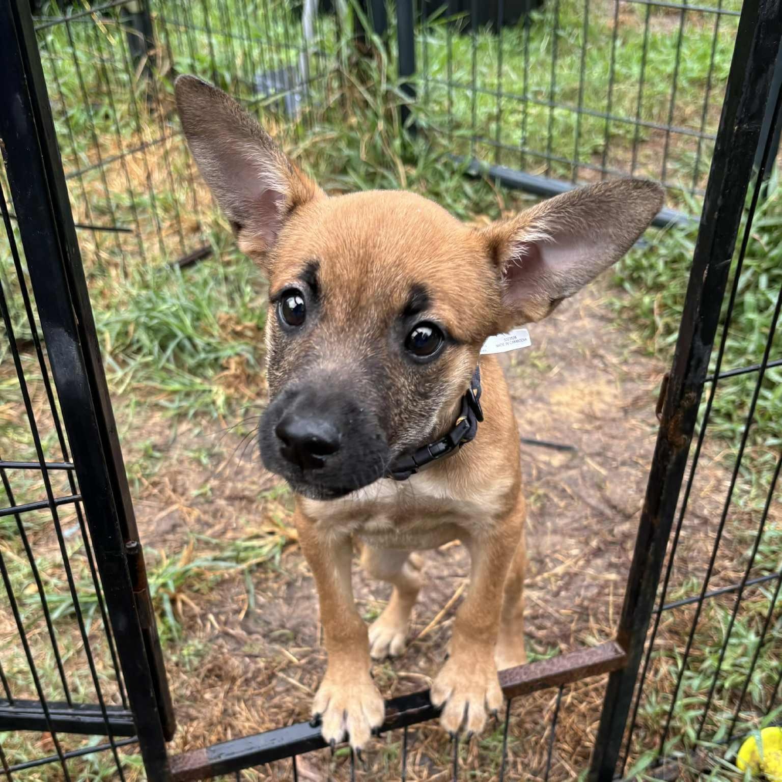 Celia Rose, a Adoptable mixed breed in Jay, NY image 4/6