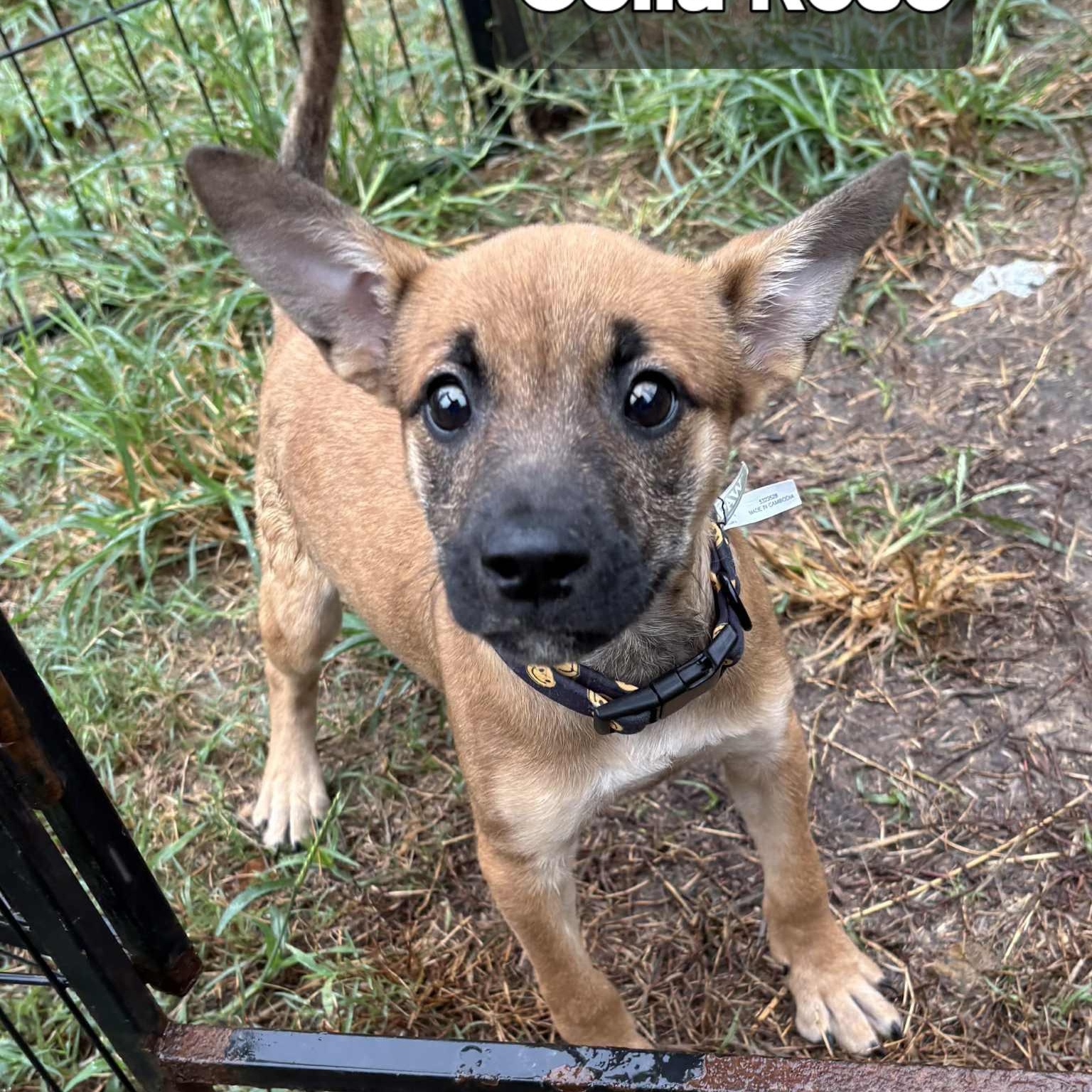 Celia Rose, a Adoptable mixed breed in Jay, NY image 5/6