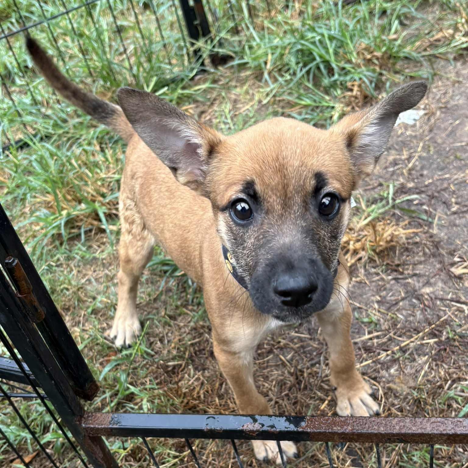 Celia Rose, a Adoptable mixed breed in Jay, NY image 6/6