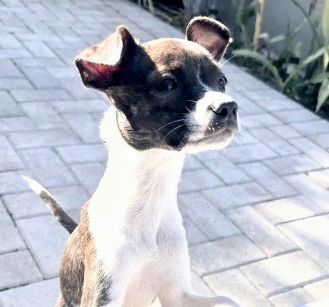 Clover, Adopted, Puppy Male Beagle.