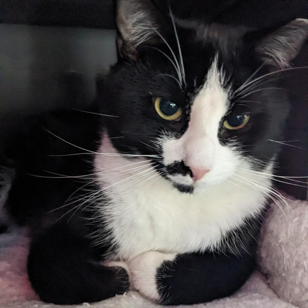 Tequila Willies, Adoptable, Adult Male Domestic Short Hair & Domestic Short Hair.