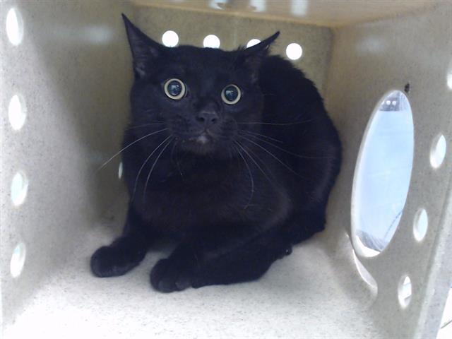 JAGGY, Adoptable, Adult Male Domestic Short Hair.