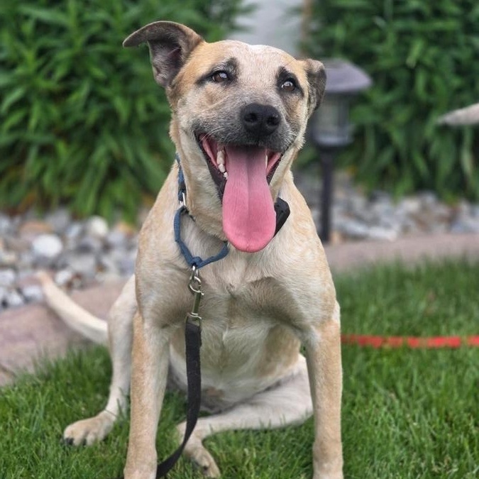 Enlarge Louise, a Adoptable mixed breed in Elk, WA image 2/6