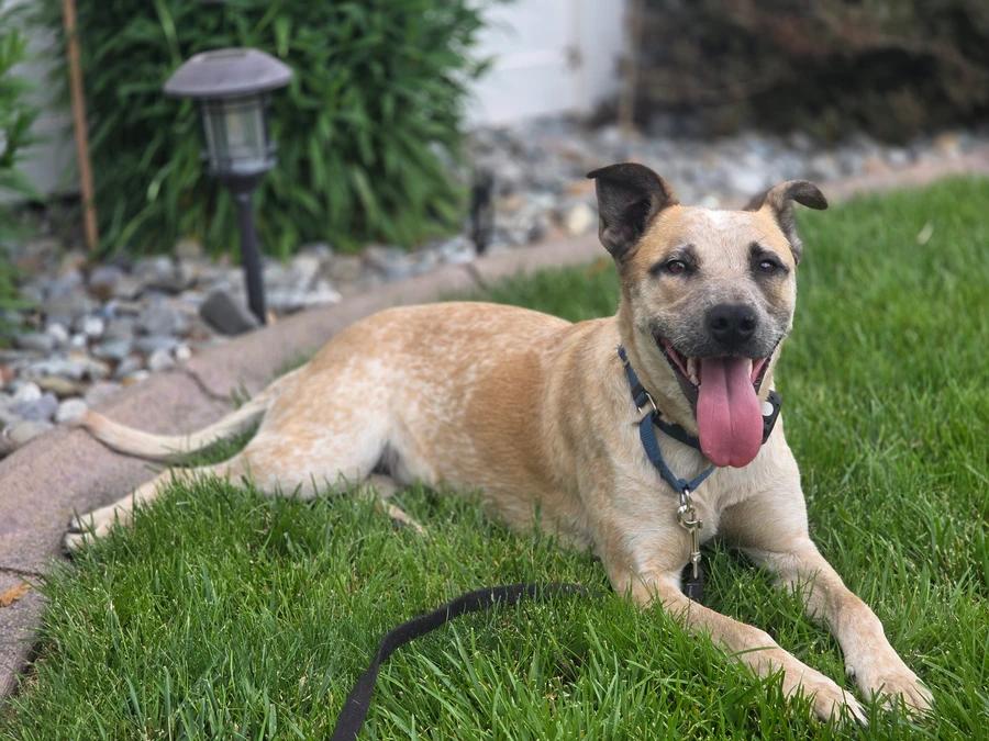 Enlarge Louise, a Adoptable mixed breed in Elk, WA image 1/6