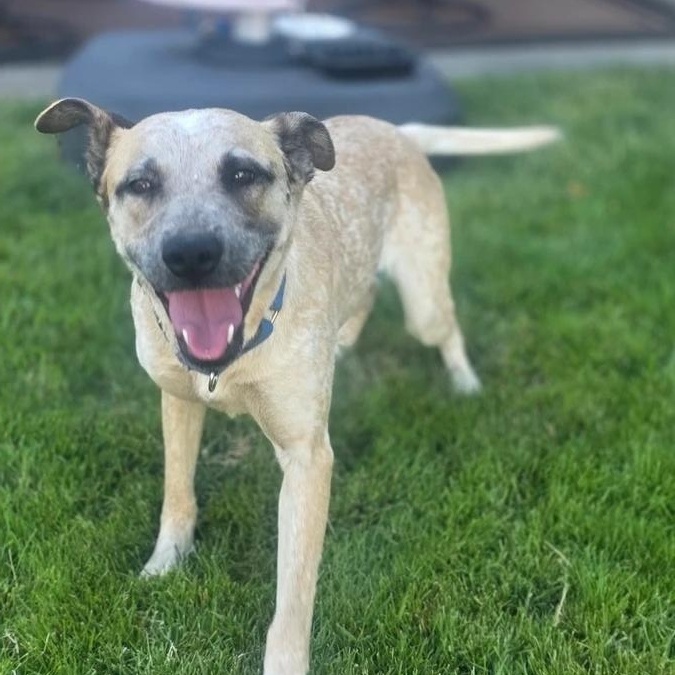 Enlarge Louise, a Adoptable mixed breed in Elk, WA image 3/6