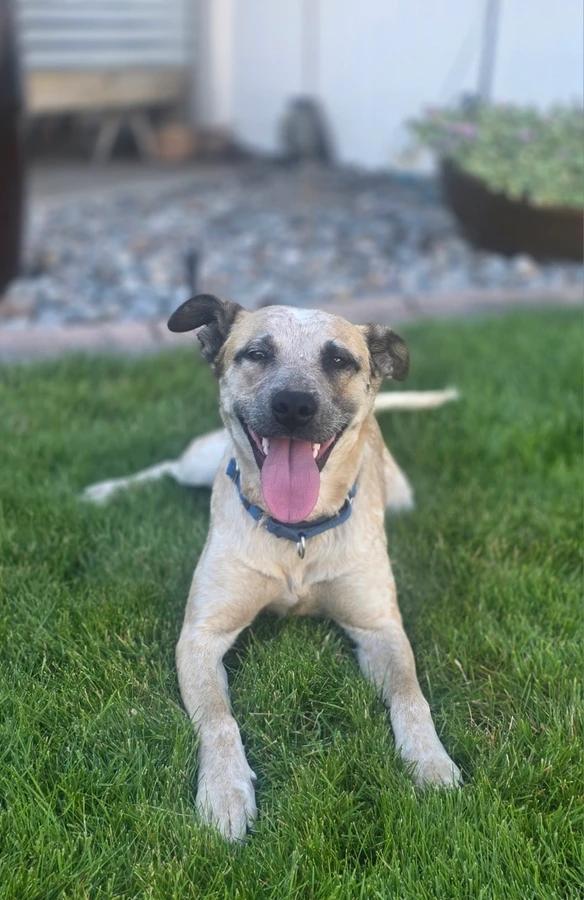 Enlarge Louise, a Adoptable mixed breed in Elk, WA image 4/6
