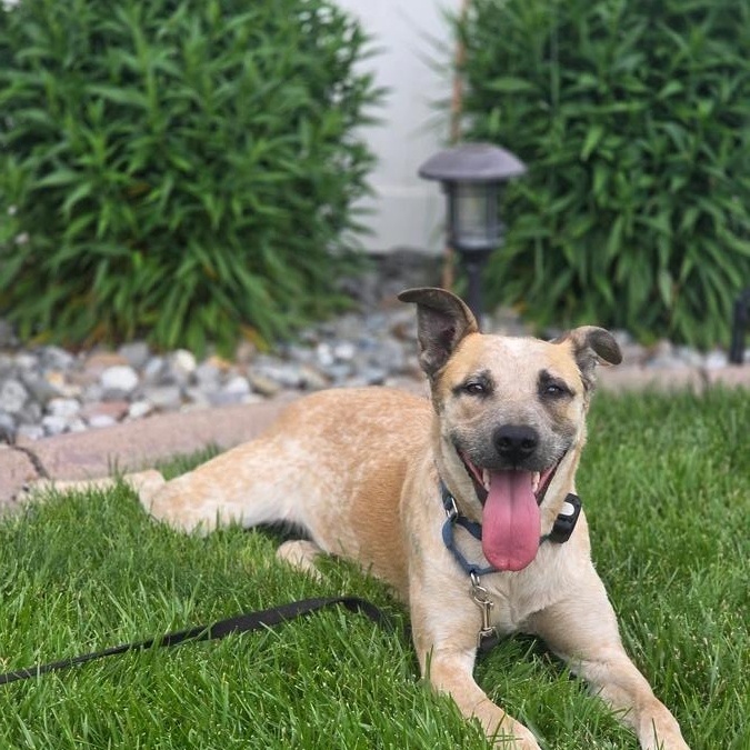 Enlarge Louise, a Adoptable mixed breed in Elk, WA image 6/6