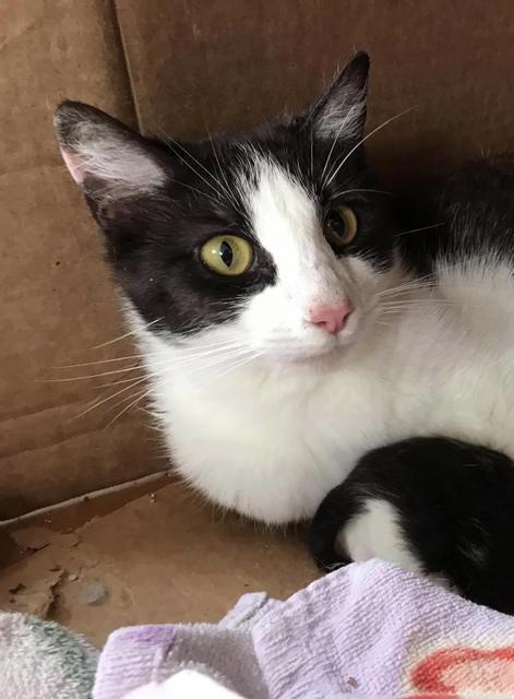 GEMINI, Adoptable, Adult Female Domestic Short Hair.