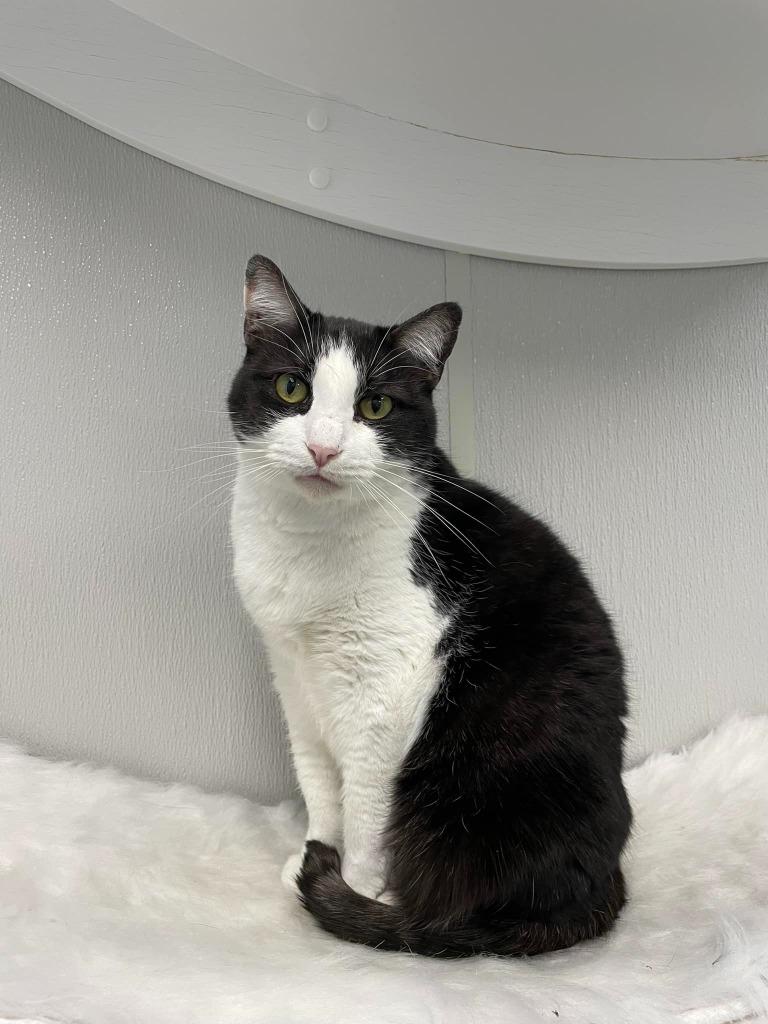 GEMINI, Adoptable, Adult Female Domestic Short Hair.