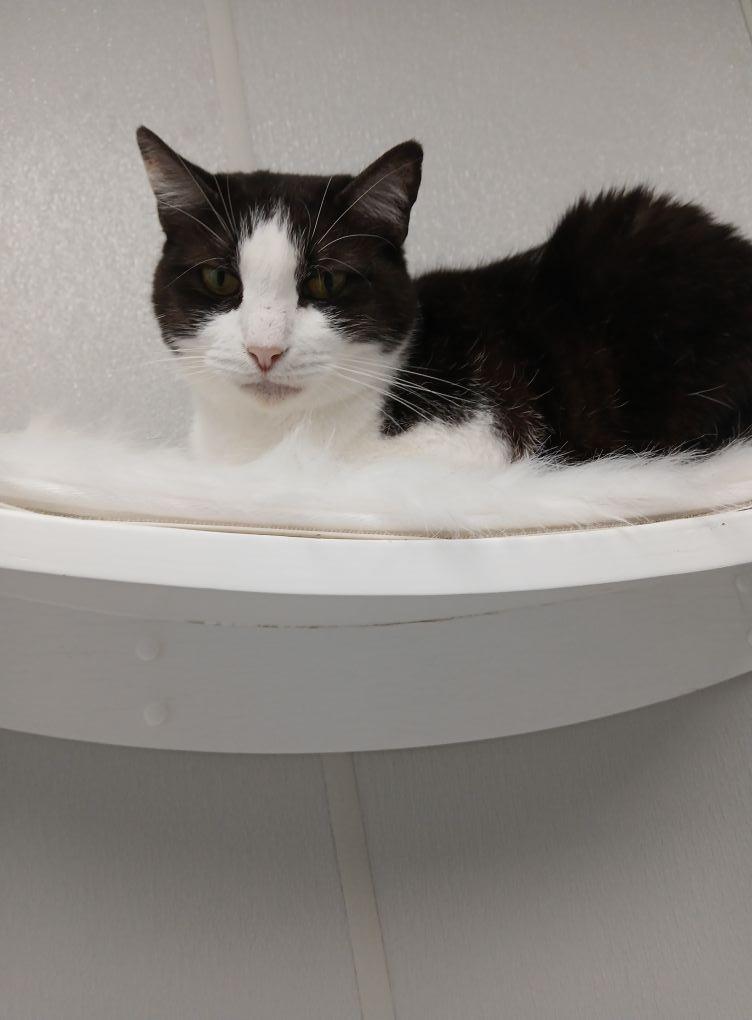 Enlarge GEMINI, a Adoptable mixed breed in New Bern, NC image 2/5