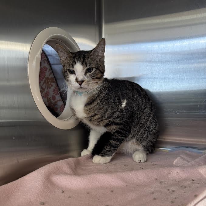 Ziggy, Adoptable, Kitten Male Domestic Short Hair.