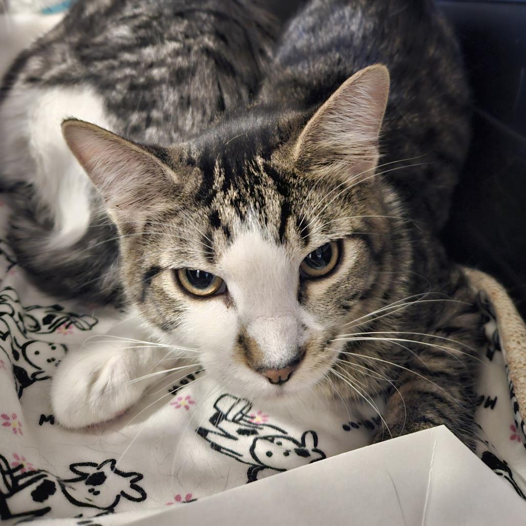 Ziggy, a Adoptable Domestic Short Hair in Saint Cloud, MN image 2/3