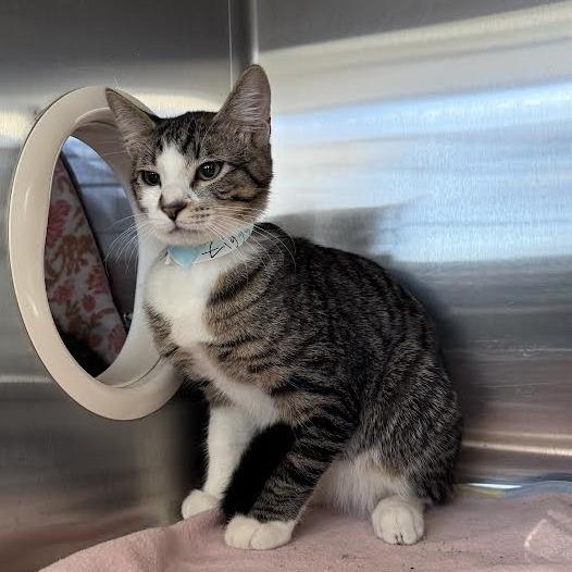 Ziggy, a Adoptable Domestic Short Hair in Saint Cloud, MN image 3/3