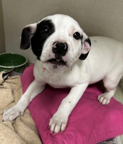 Enlarge Plum, a Adoptable mixed breed in Sterling Heights, MI image 1/2