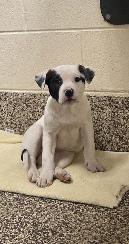 Enlarge Plum, a Adoptable mixed breed in Sterling Heights, MI image 2/2