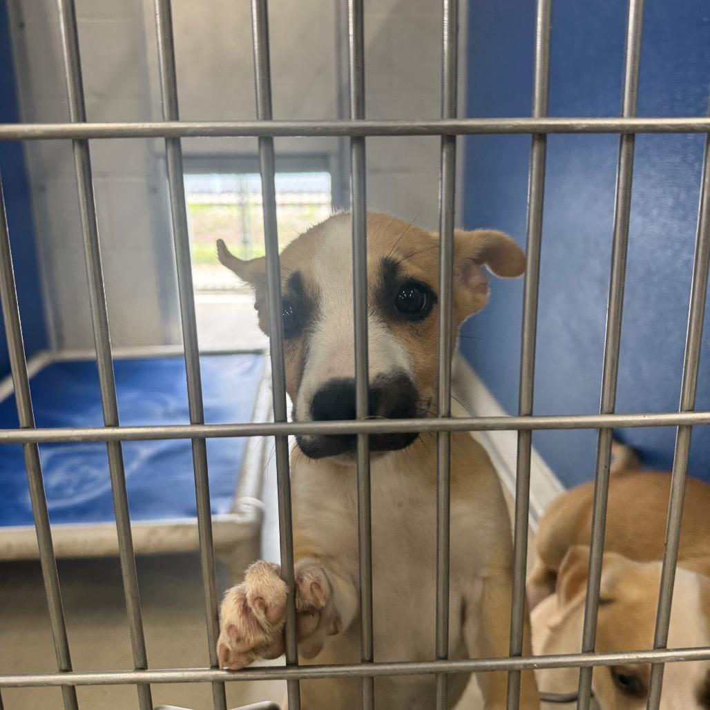 Drama, Adoptable, Puppy Female Husky & Pit Bull Terrier.