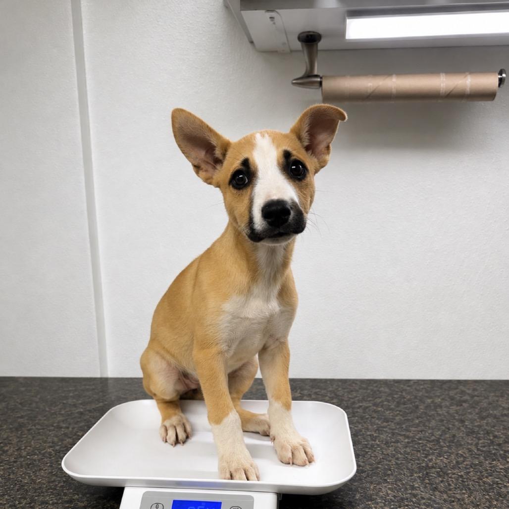 Enlarge Drama, a Adoptable mixed breed in Shelbyville, IL image 2/2