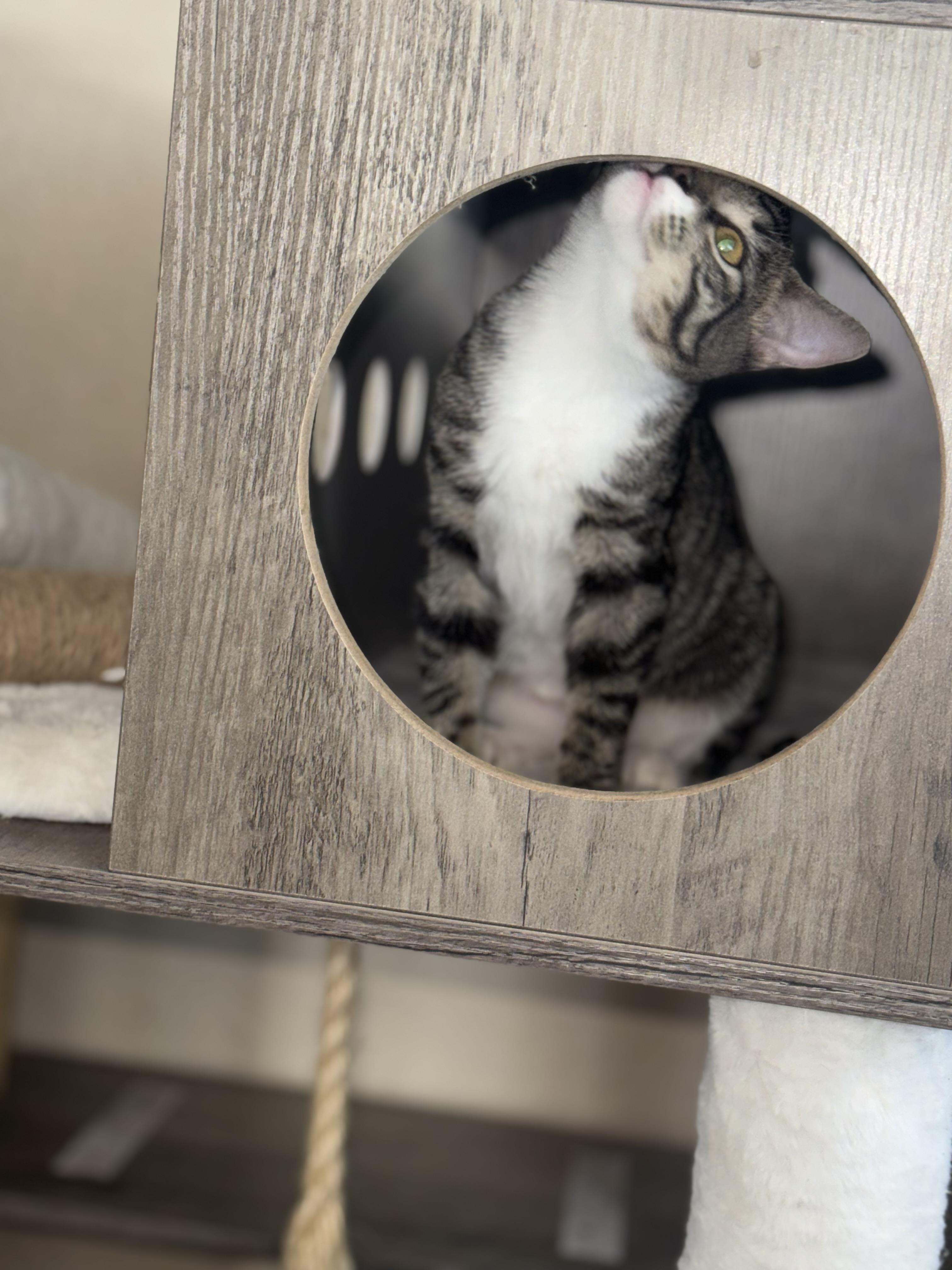 Enlarge Alice, a Adoptable mixed breed in Lodi, CA image 2/3