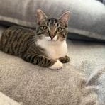 Enlarge Alice, a Adoptable mixed breed in Lodi, CA image 5/5