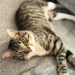 Enlarge Alice, a Adoptable mixed breed in Lodi, CA image 2/5