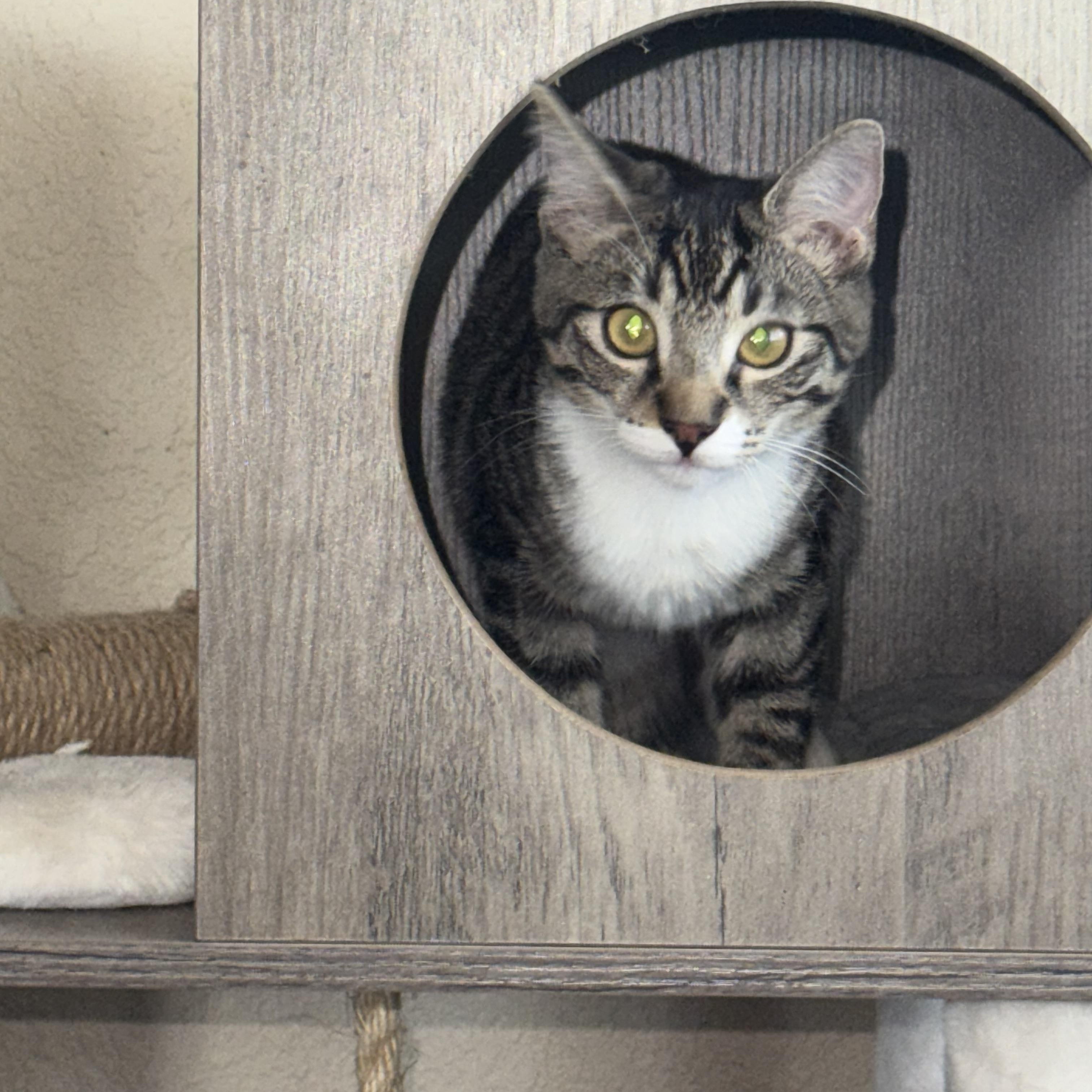 Alice, Adoptable, Kitten Female Domestic Short Hair.