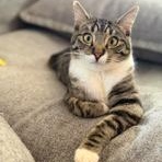 Enlarge Alice, a Adoptable mixed breed in Lodi, CA image 1/5