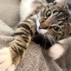 Enlarge Alice, a Adoptable mixed breed in Lodi, CA image 4/5