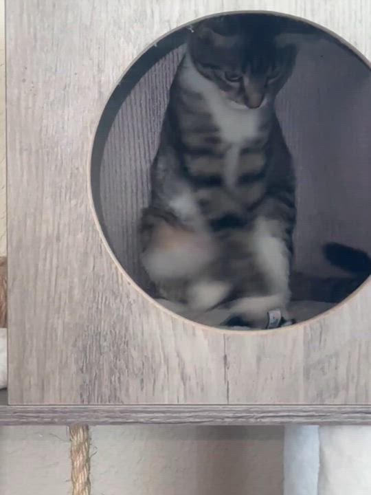 Enlarge Alice, a Adoptable mixed breed in Lodi, CA video 3/3