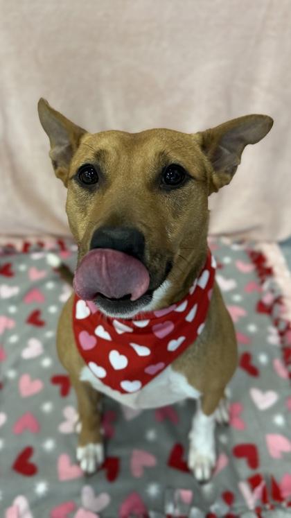 Honeysuckle, Adoptable, Adult Female Shepherd & Mixed Breed.