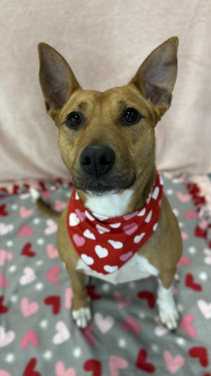 Enlarge Honeysuckle, a Adoptable mixed breed in Valley View, OH image 2/3