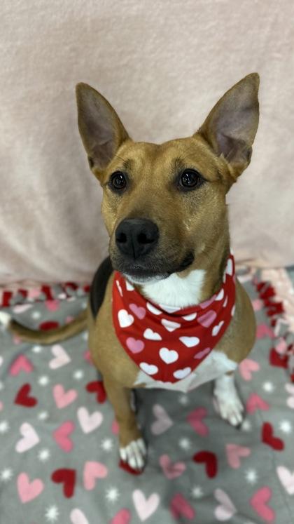 Enlarge Honeysuckle, a Adoptable mixed breed in Valley View, OH image 3/3