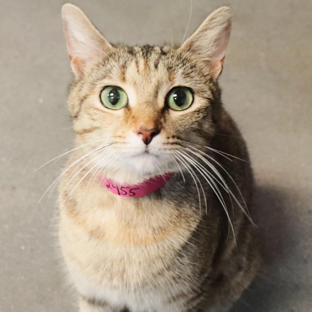 Enlarge Meowscarada, a Adoptable Domestic Short Hair in Lakeland, FL image 1/1