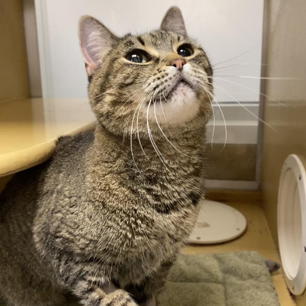 Tasha, Adoptable, Adult Female Domestic Short Hair.