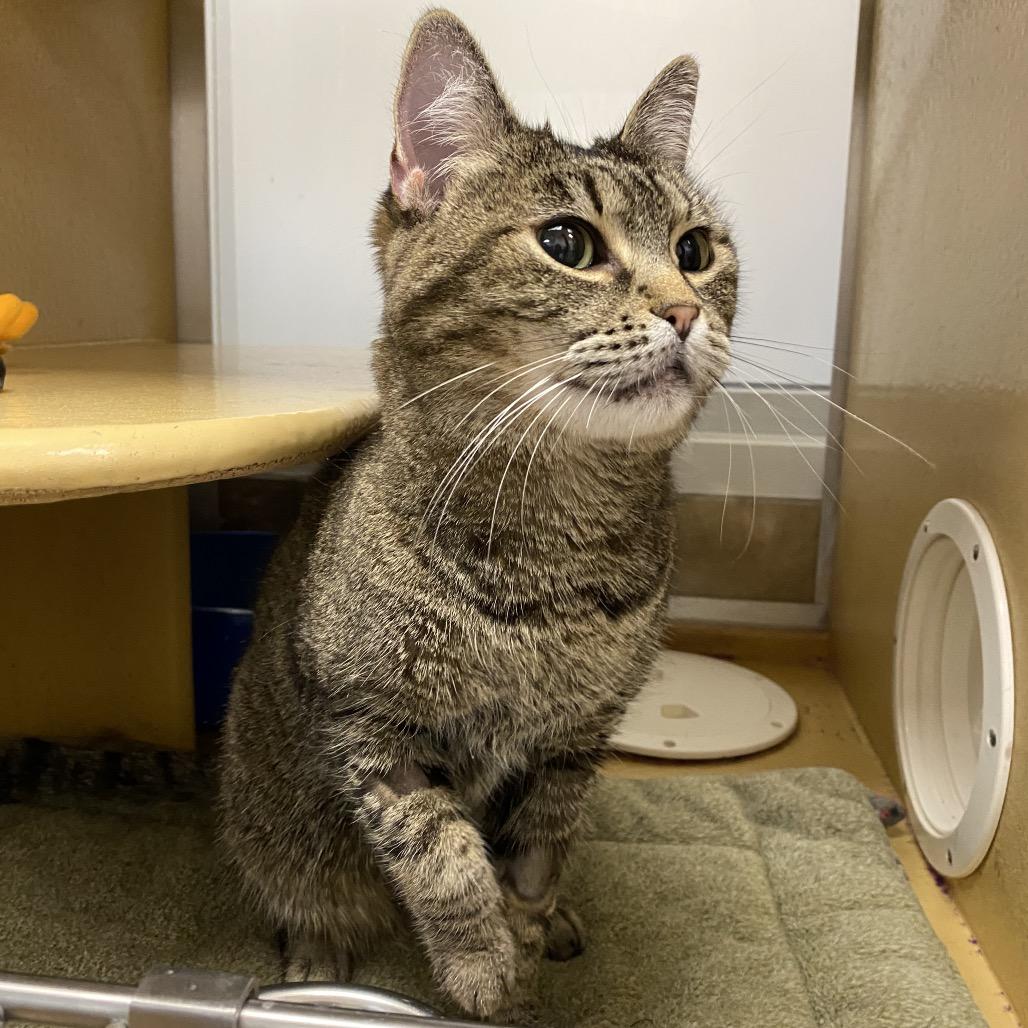 Enlarge Tasha, a Adoptable Domestic Short Hair in Spokane, WA image 2/6