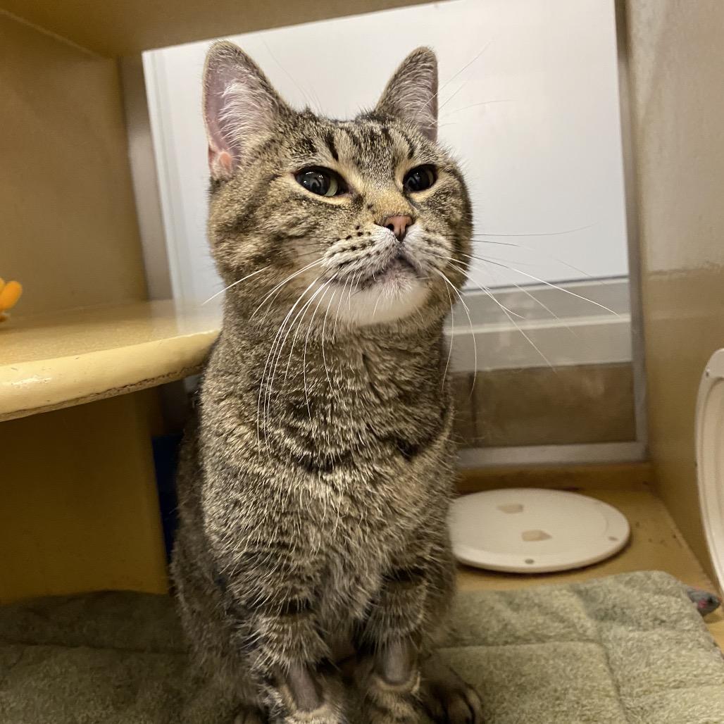 Enlarge Tasha, a Adoptable Domestic Short Hair in Spokane, WA image 3/6