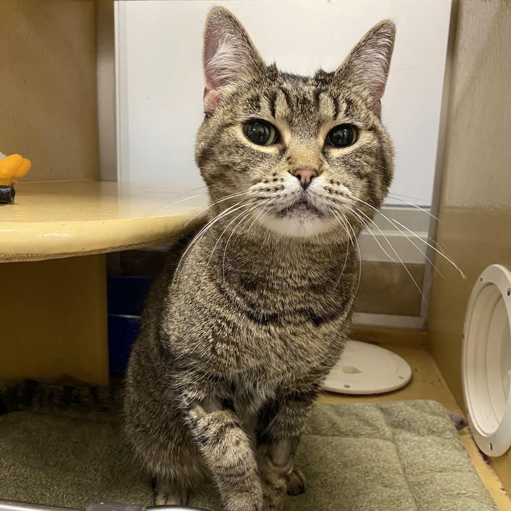 Enlarge Tasha, a Adoptable Domestic Short Hair in Spokane, WA image 4/6