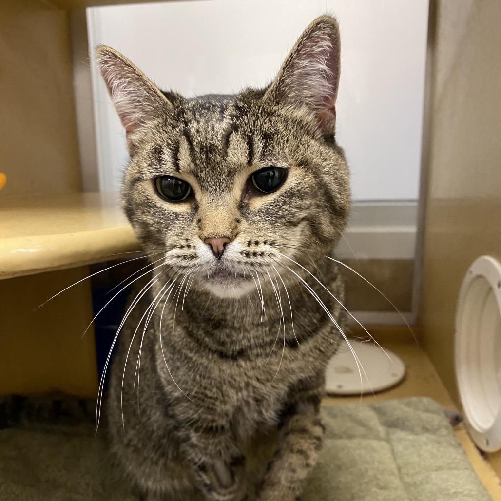 Enlarge Tasha, a Adoptable Domestic Short Hair in Spokane, WA image 5/6